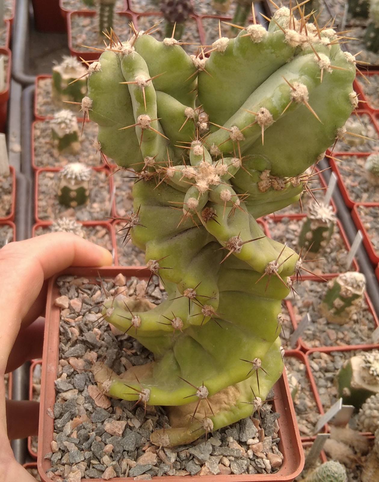 Cereus jamacaru f. spiralis -cube-9cm-
