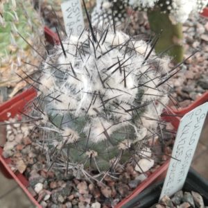 Copiapoa dealbata PV2045 -cube-7cm- прихована підщепа-