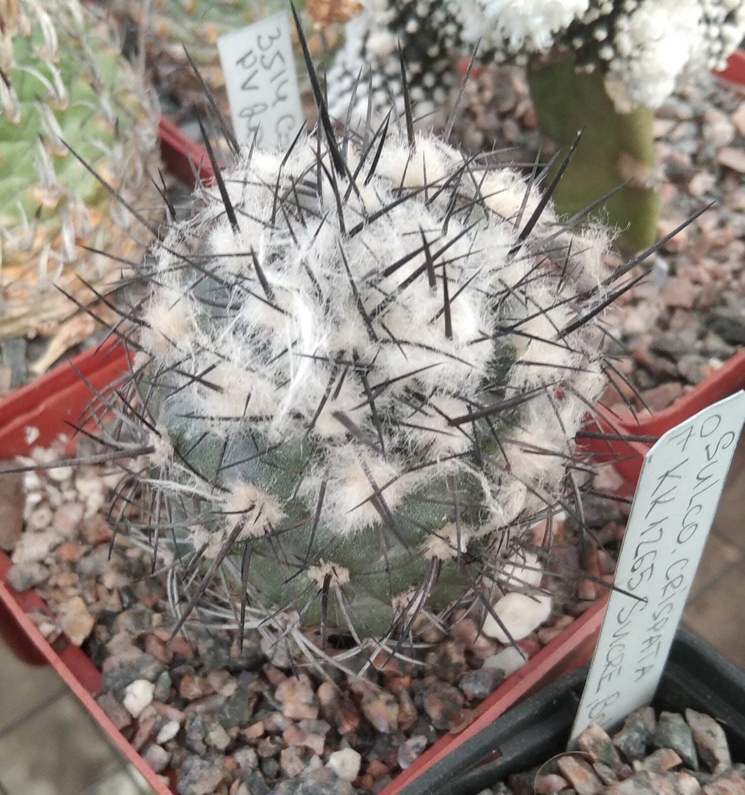 Copiapoa dealbata PV2045 -cube-7cm- прихована підщепа-