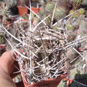 Astrophytum niveum f. nudum -PAN-super spines-відбір-cube-7cm-