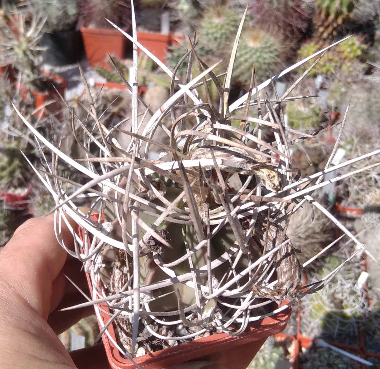 Astrophytum niveum f. nudum -PAN-super spines-відбір-cube-7cm-
