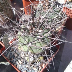 Gymn. armatum -Paichu- щепа на потужний Trichocereus pasacana-