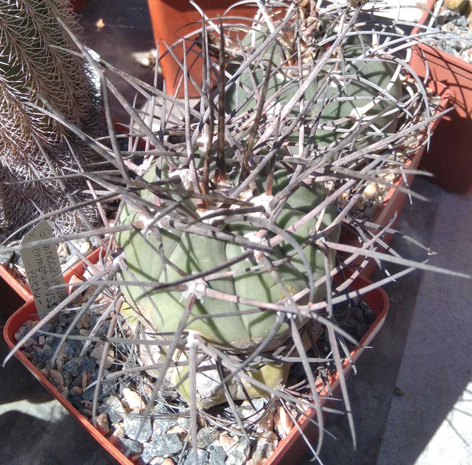 Gymn. armatum -Paichu- щепа на потужний Trichocereus pasacana-