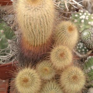 Eriocactus leninghausii -cube-9cm- 25years-