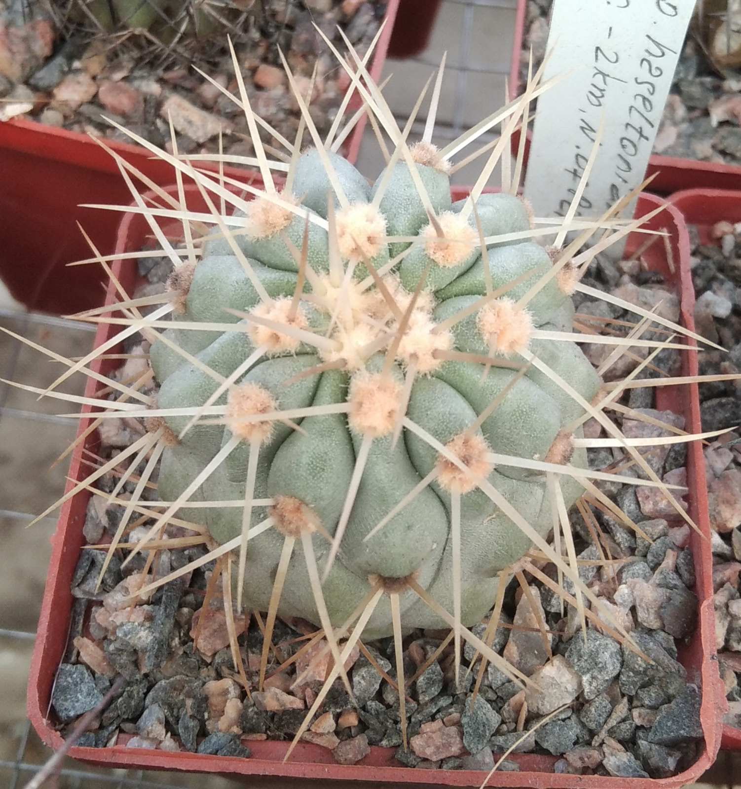 Copiapoa aff. haseltoniana -17km north of Paposo-своє коріння-cube-7cm-