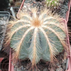 Eriocactus magnificus -super blue form-cube-9cm-
