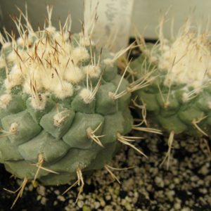 Strombocactus disciformis RS543A  насіння
