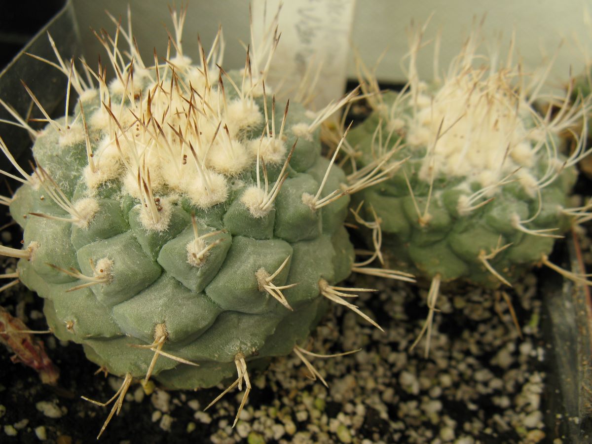 Strombocactus disciformis RS543A насіння