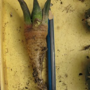 Ariocarpus retusus RS152