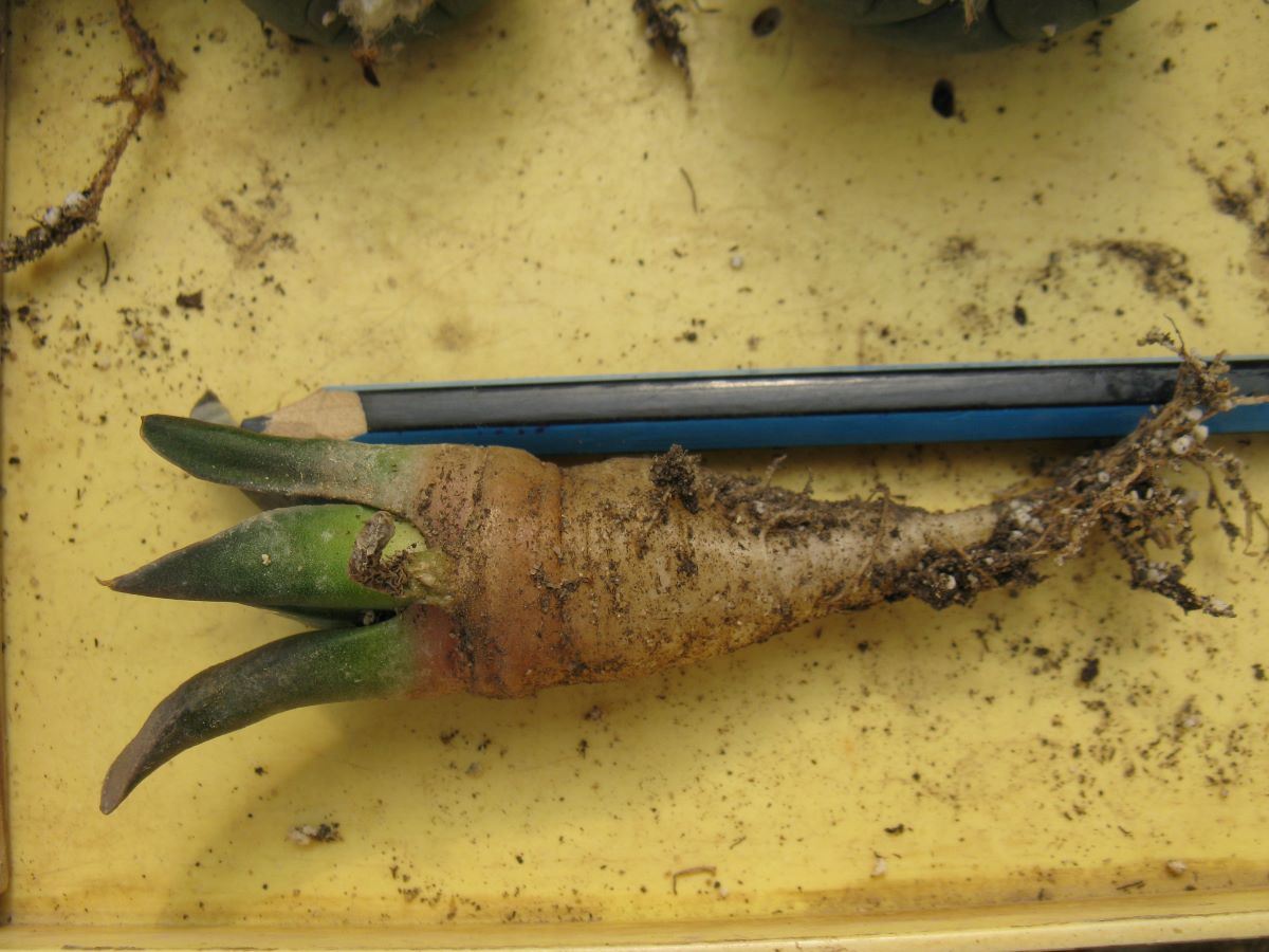 Ariocarpus retusus RS152