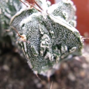 Astrophytum ornatum cv Fuckuruy #2