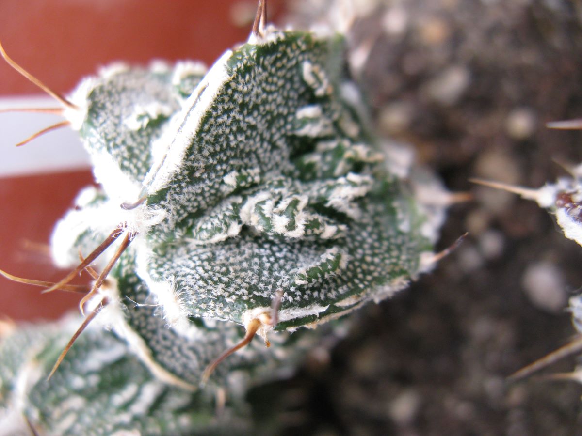 Astrophytum ornatum cv Fuckuruy #2
