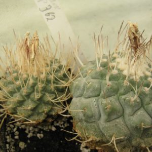 Strombocactus disciformis PP362 насіння