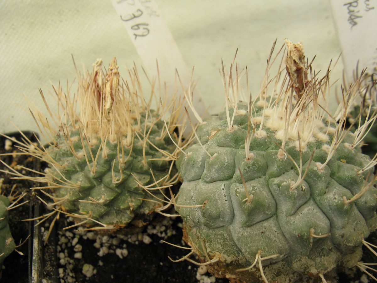 Strombocactus disciformis PP362 насіння