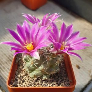 Bartschella schumannii 'globosa'