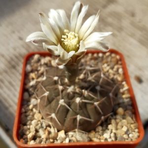 Gymnocalycium riojense ssp.triacanthum 'bondenbenderianum'