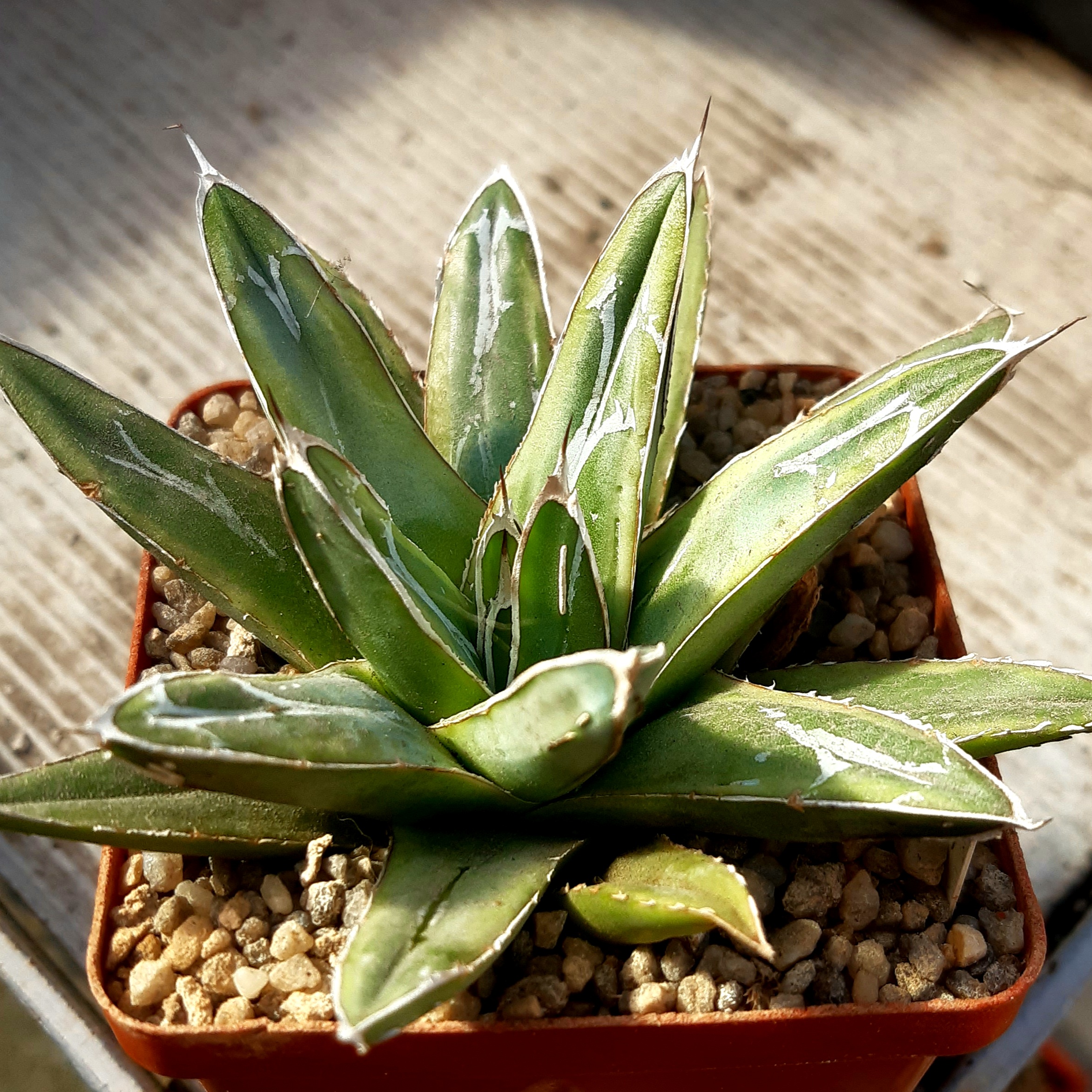 Agave victoriae-reginae cv.'Tiger Skin'