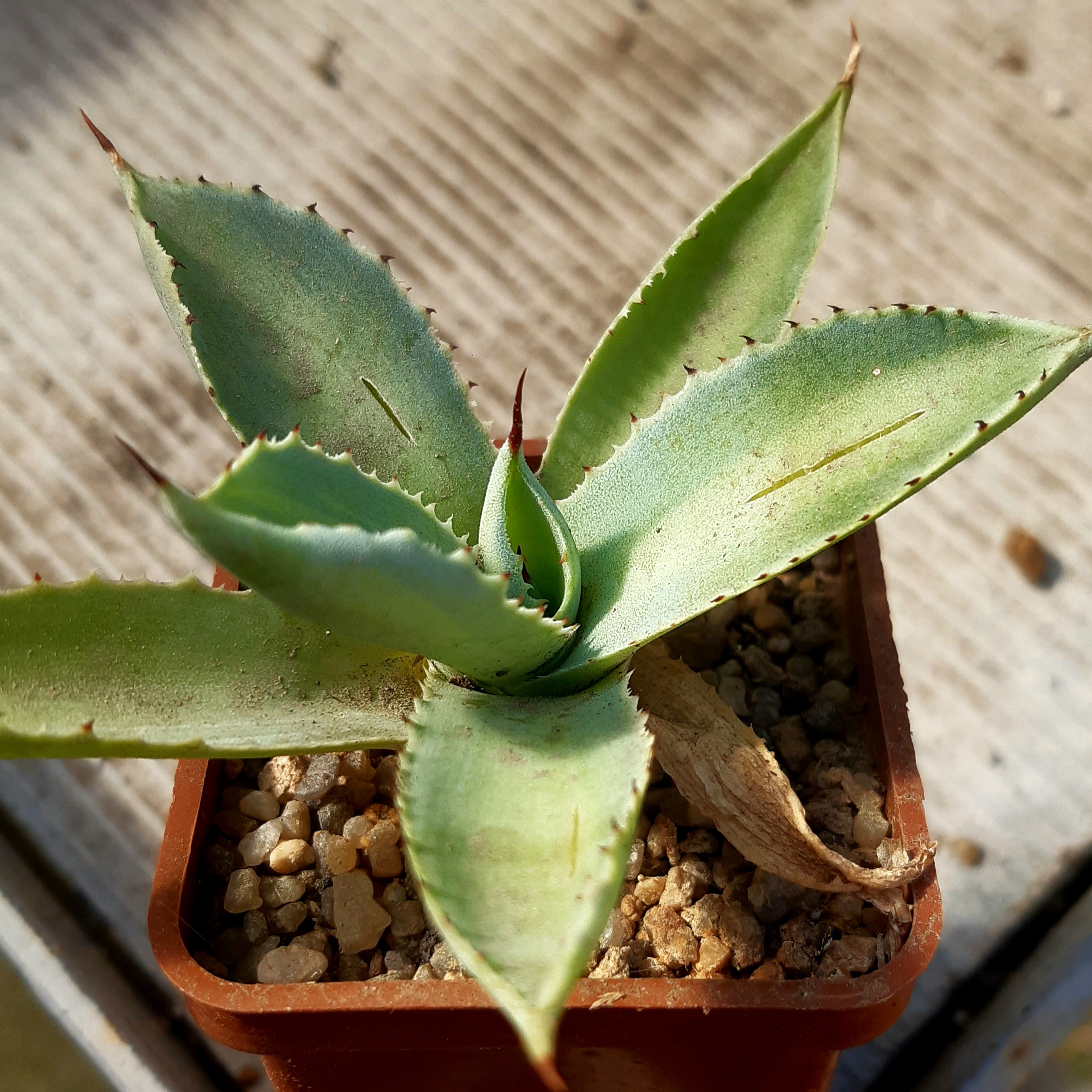 Agave potatorum 'Lime Green' mediopicta