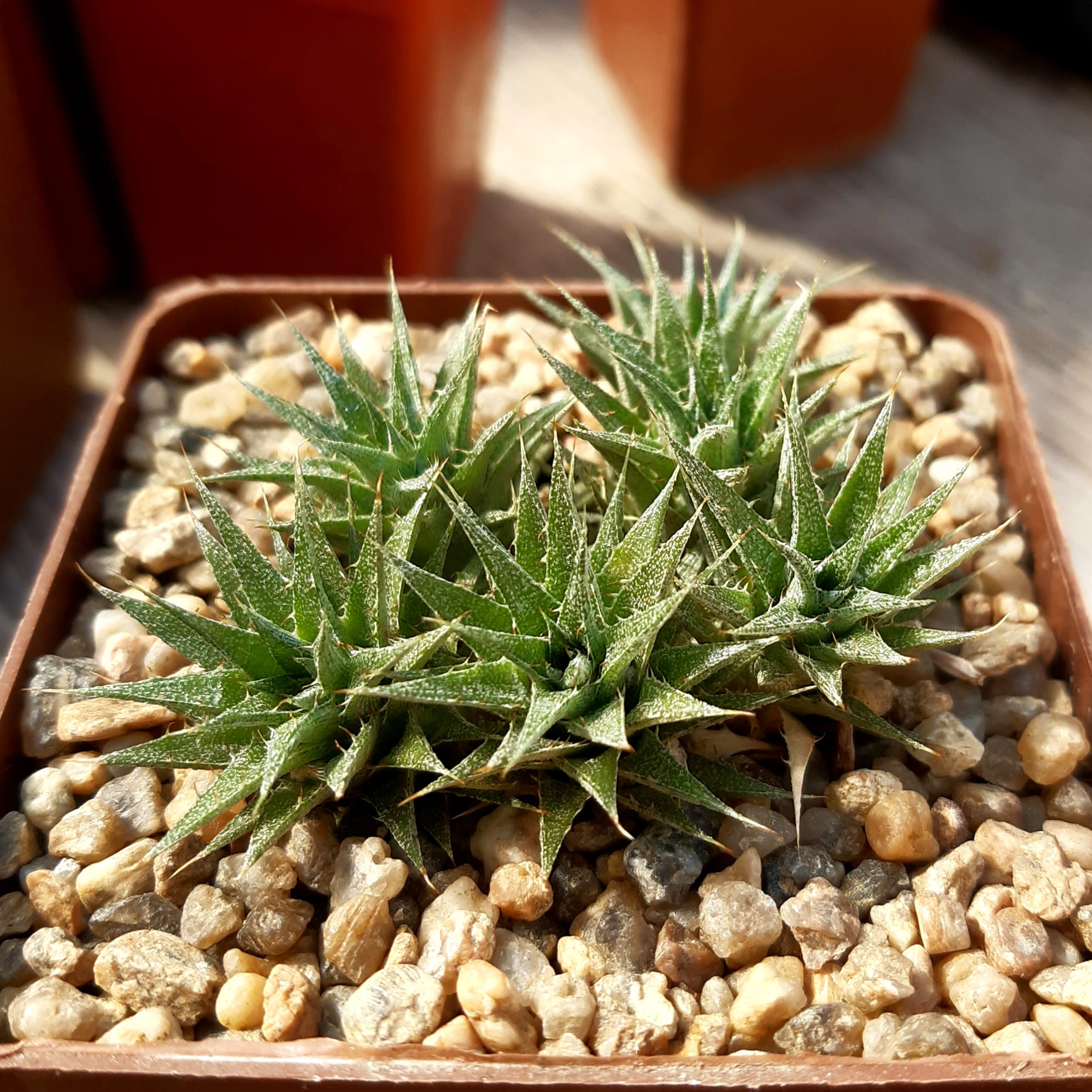 Abromeitiella brevifolia