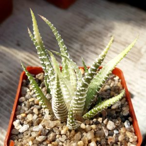 Haworthia attenuata 'brittanea' variegata