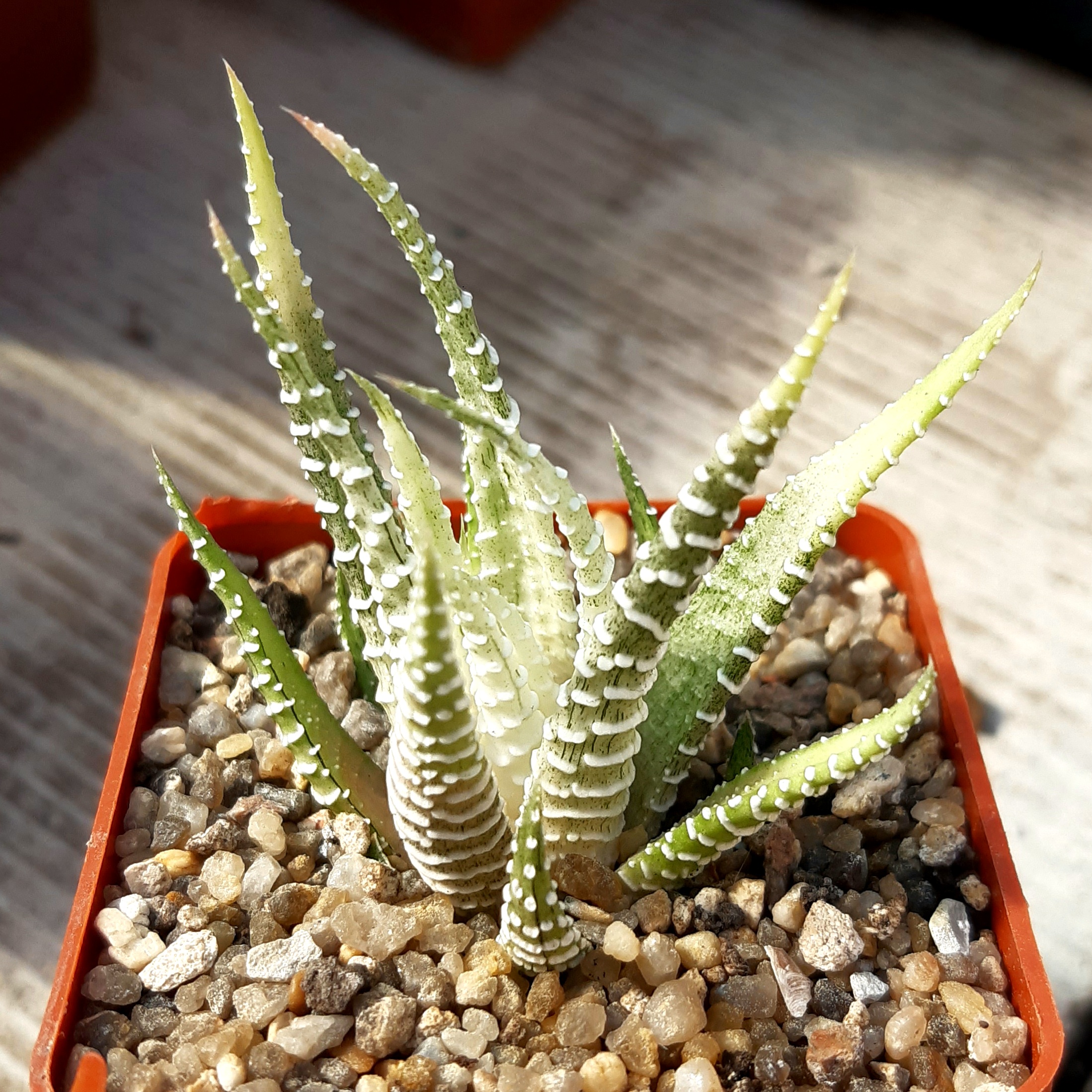 Haworthia attenuata 'brittanea' variegata