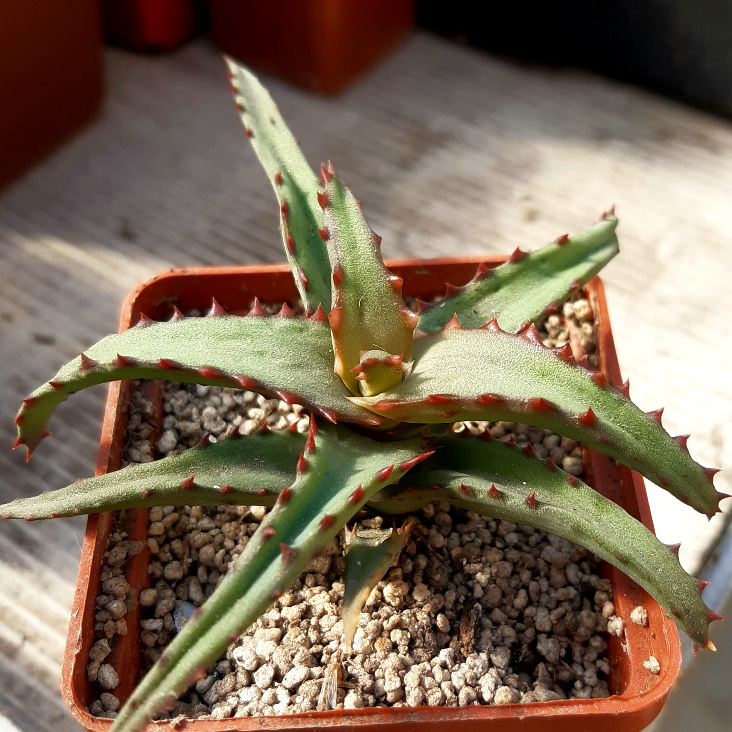Aloe castelloniae (сіянець)