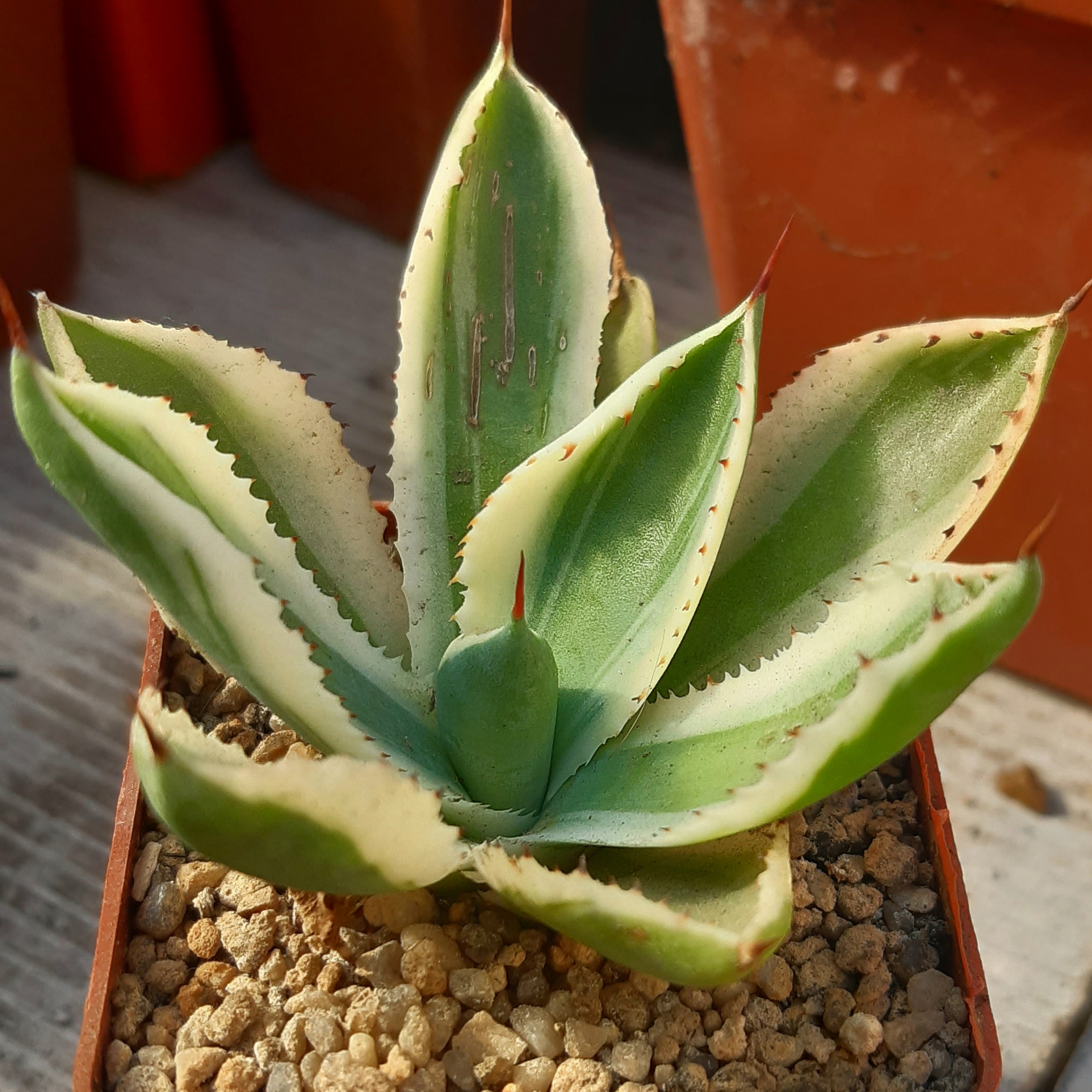 Agave potatorum  cv.'Kissho-Kan'