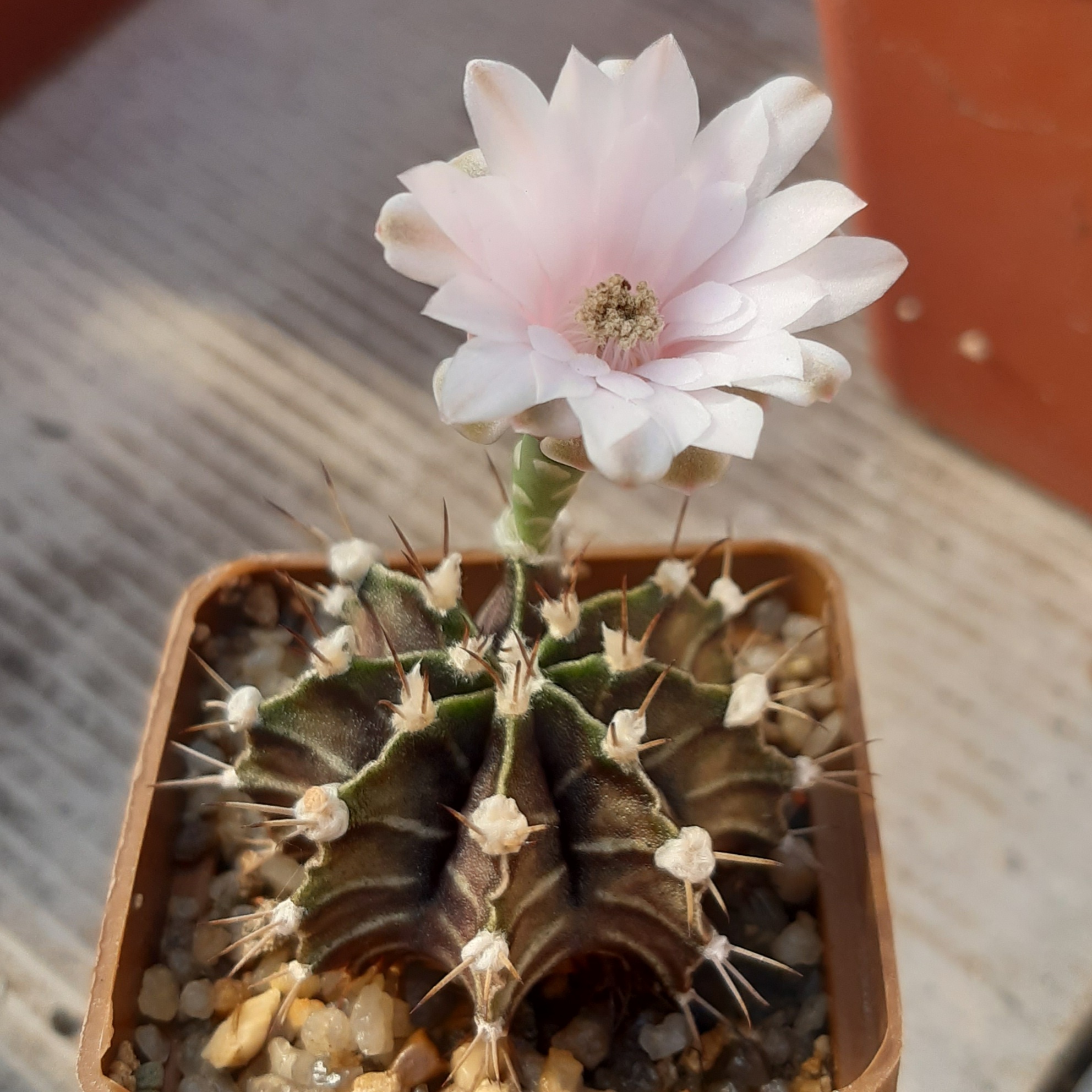 Gymnocalycium friedrichii