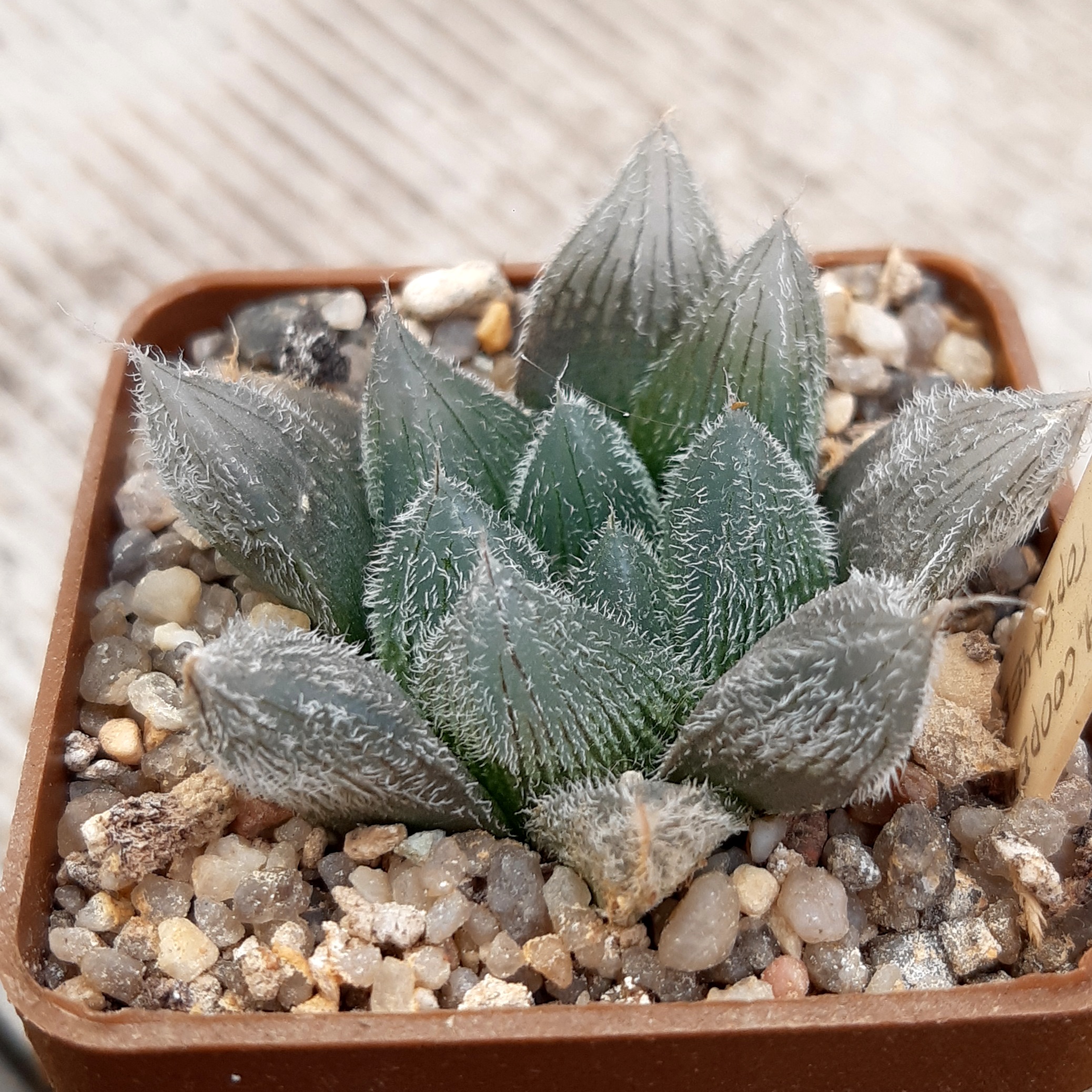 Haworthia cooperi 'venusta'