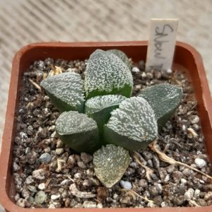 Haworthia pygmaea 'Snow Devil' (powder pygmaea)
