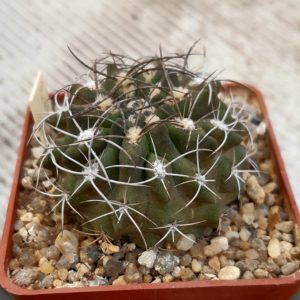 Pyrrhocactus vexatus
