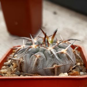 Gymnocalycium riojense 'paucispinum' (=asterium)