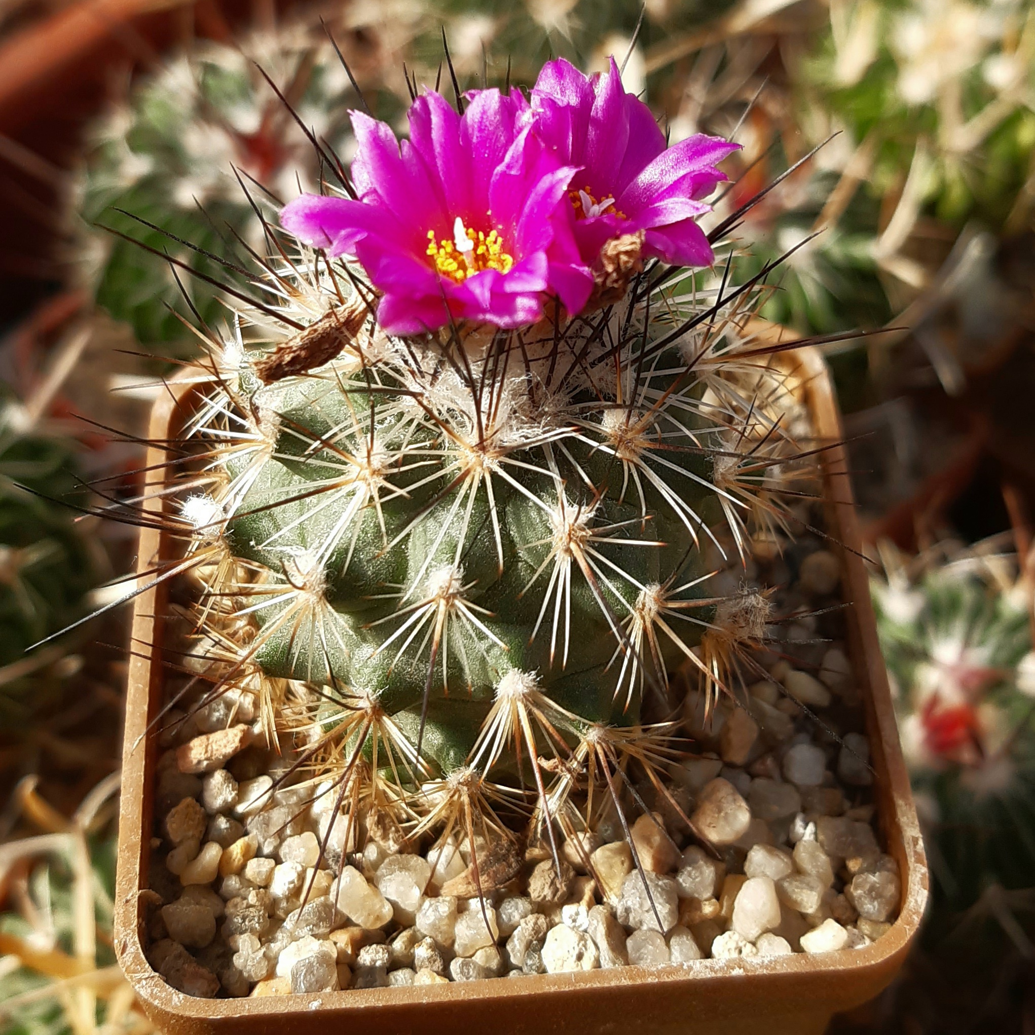 Gymnocactus viereckii