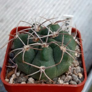 Gymnocalycium mostii KLA02A La Falda, Cordoba, Arg. (Копировать)