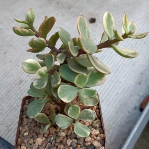 Portulacaria afra variegata