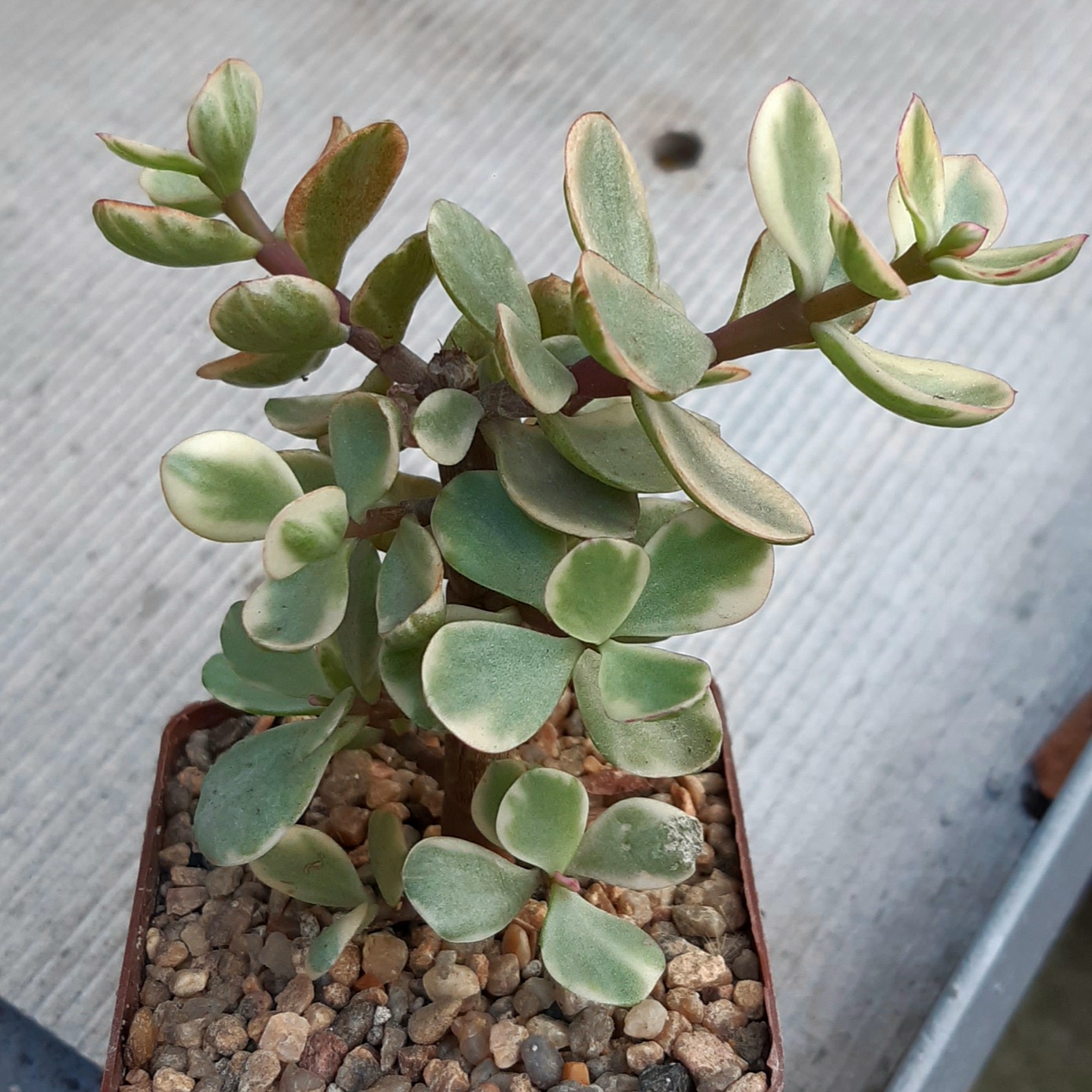 Portulacaria afra variegata