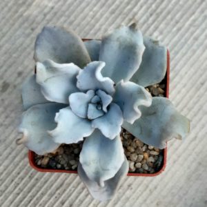 Echeveria cv.'Crispate Beauty'