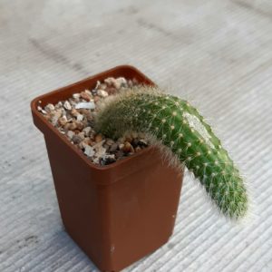 Hildewintera colademononis