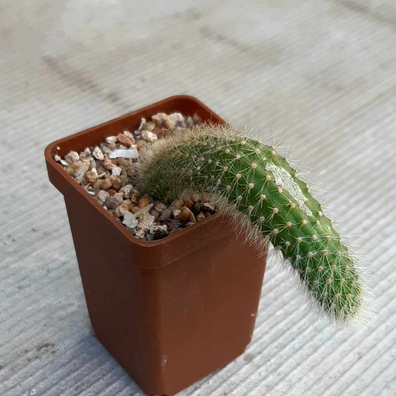 Hildewintera colademononis