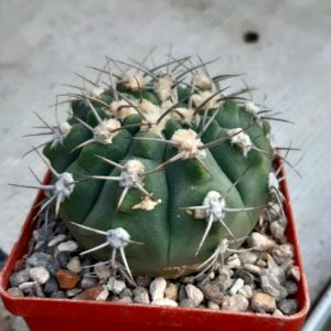 Gymnocalycium ambatoense P22, Conception, Arg. Piltz