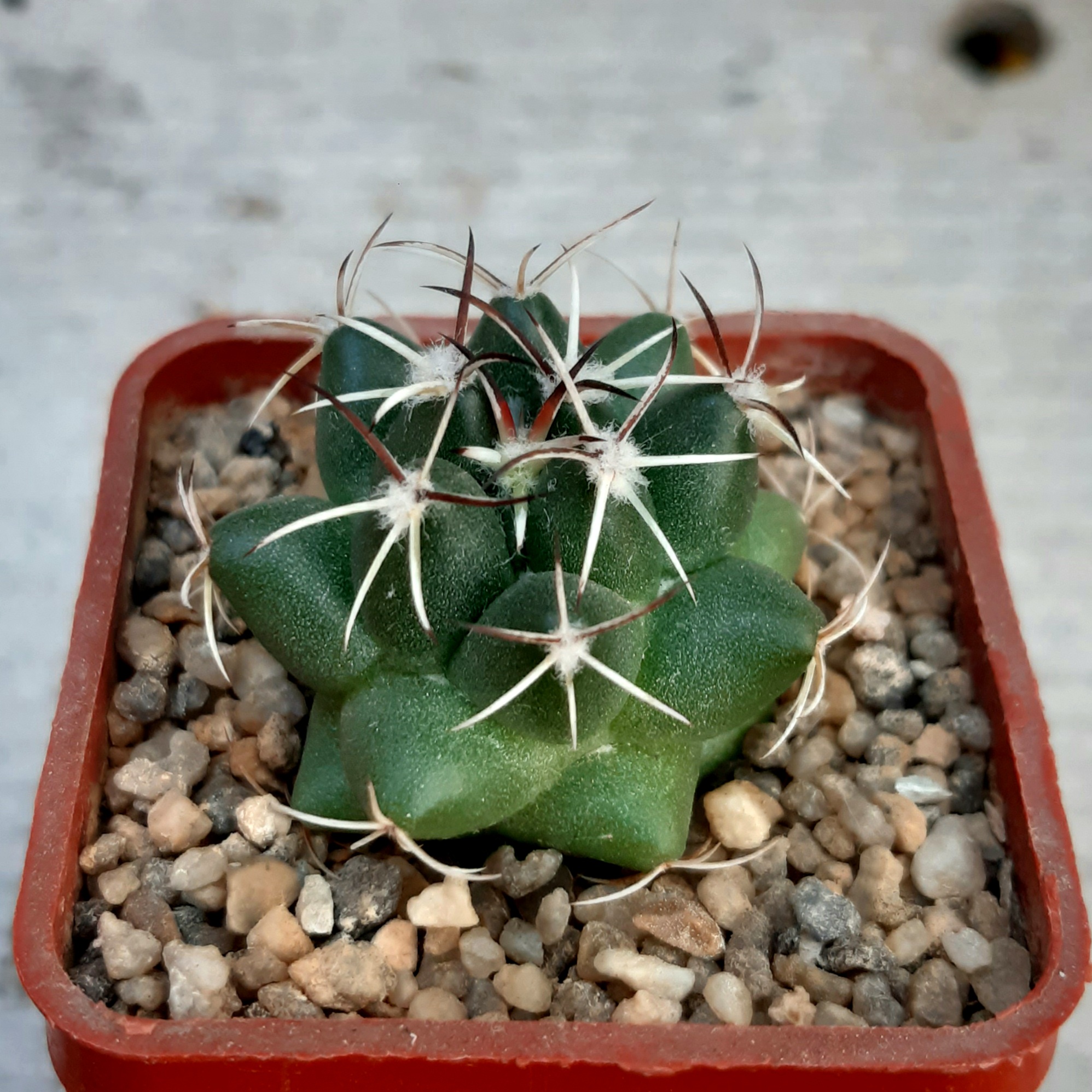 Coryphantha maiz-tablasensis ZRI 460/10 San Bartolo - Tanque Los Angeles