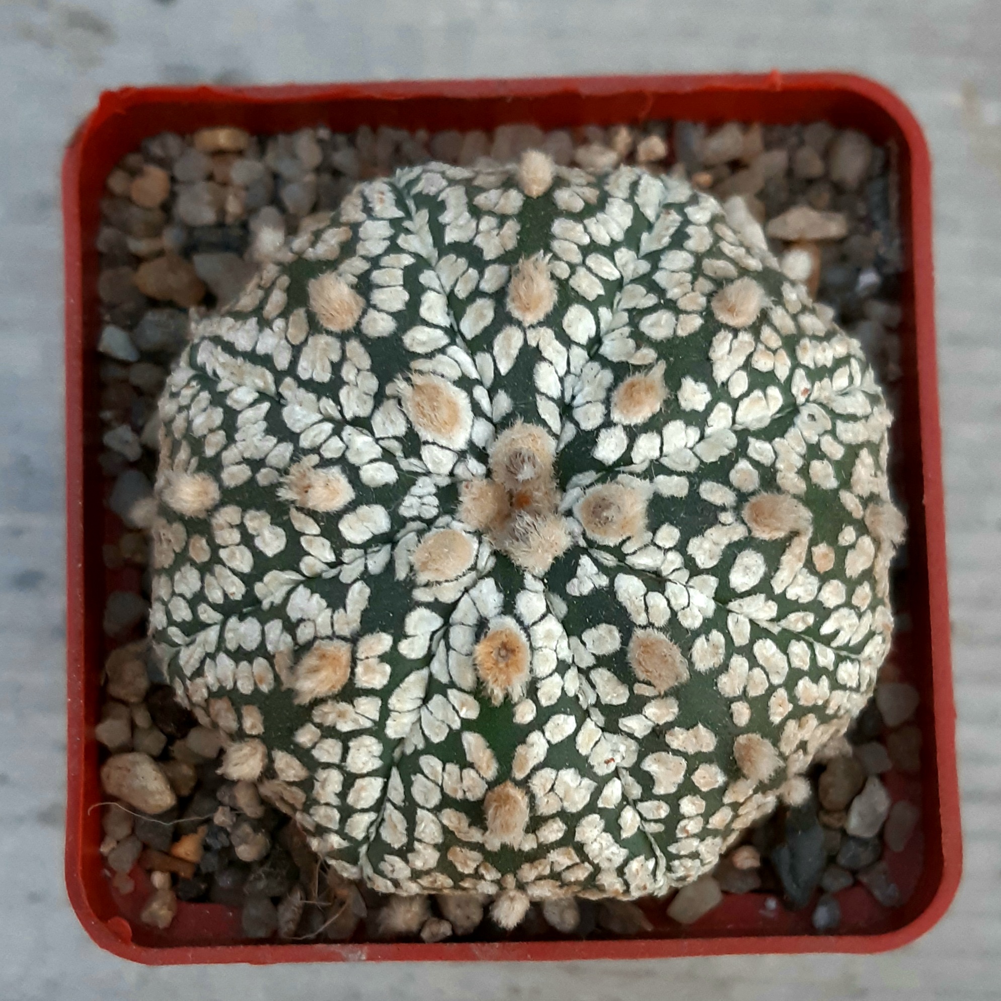 Astrophytum asterias 'Superkabuto' #15
