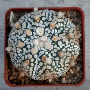 Astrophytum asterias 'Superkabuto' #14