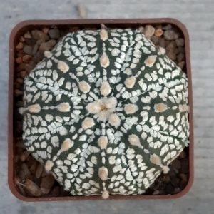 Astrophytum asterias 'Superkabuto' #12