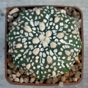 Astrophytum asterias 'Superkabuto' #8