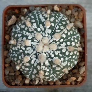 Astrophytum asterias 'Superkabuto' Star Shape #7