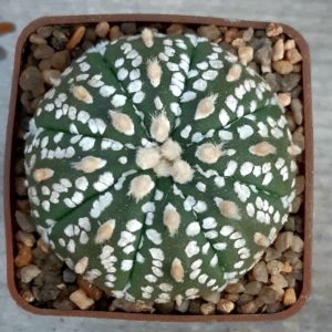 Astrophytum asterias 'Superkabuto' #6