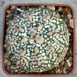 Astrophytum asterias 'Superkabuto' Star Shape #5