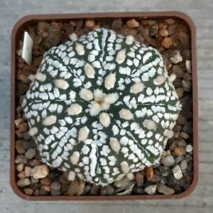 Astrophytum asterias 'Superkabuto' #2