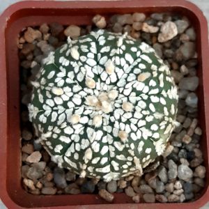 Astrophytum asterias 'Superkabuto' #1